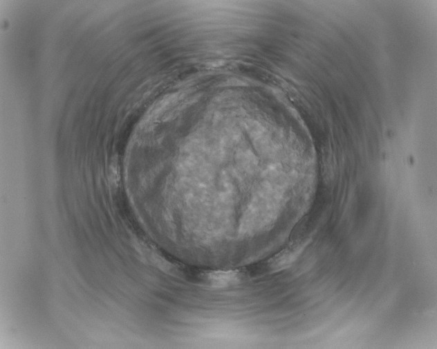 X0000070360085200607072114