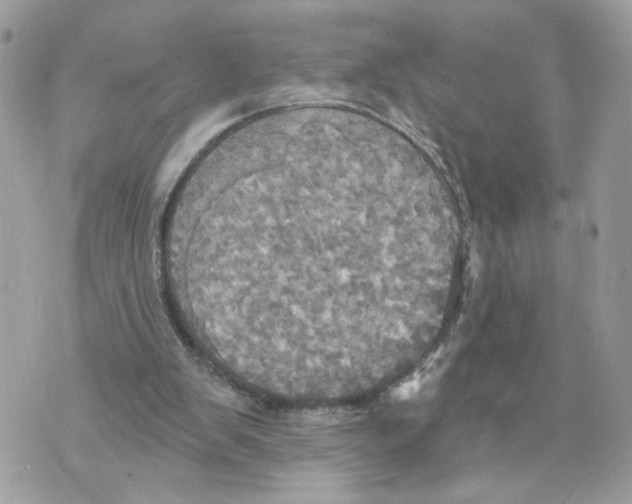 X0000070360103200607072113