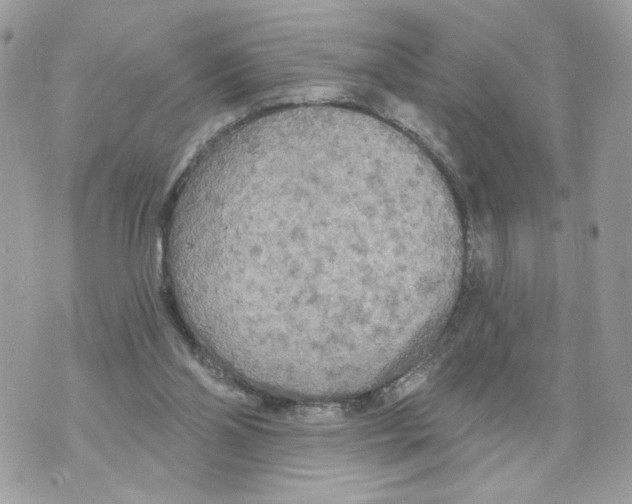 X0000070360110200607072113