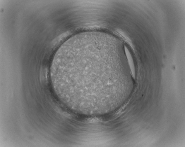 X0000070360115200607072113