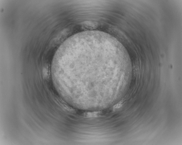 X0000070360134200607072113