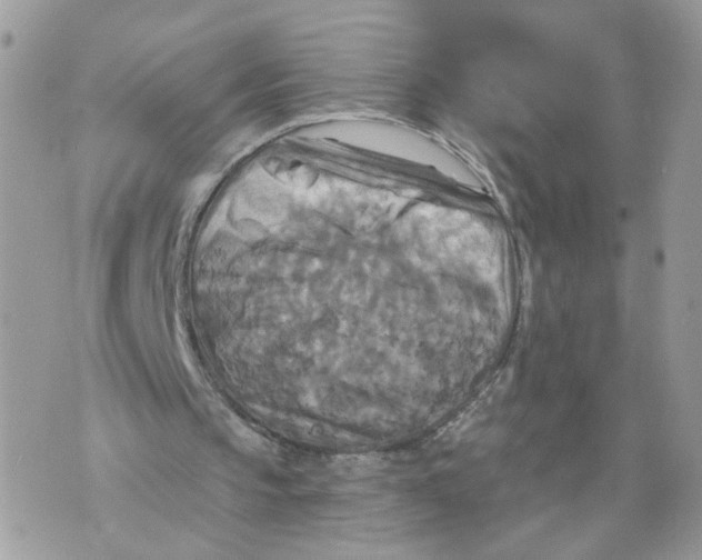 X0000070360145200607072112