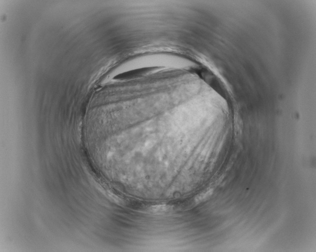 X0000070360153200607072112