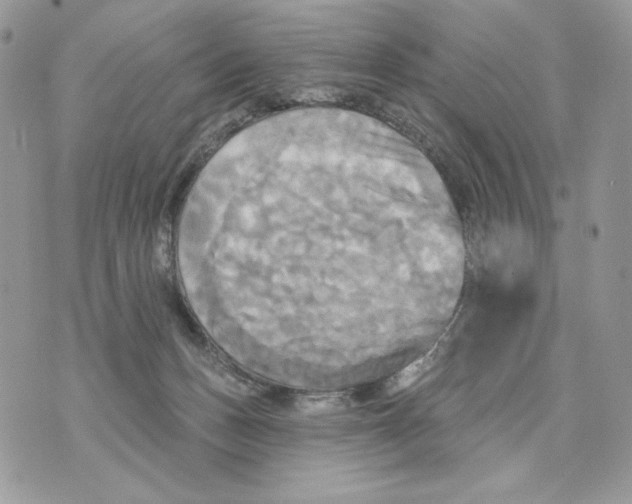 X0000070360175200607072112