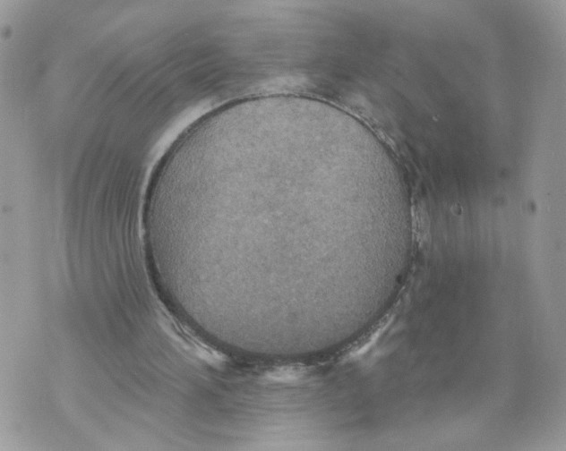 X0000070360196200607072112