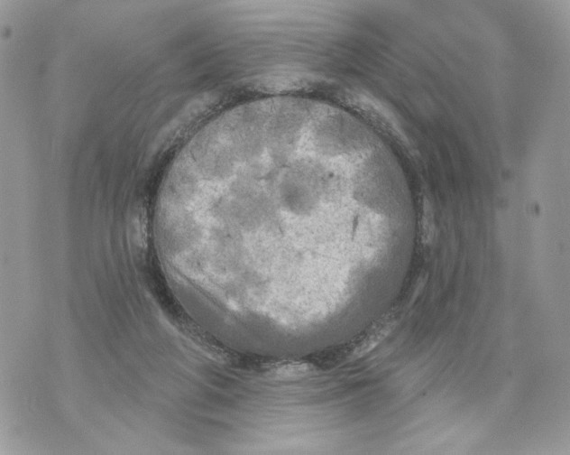 X0000070360210200607072111