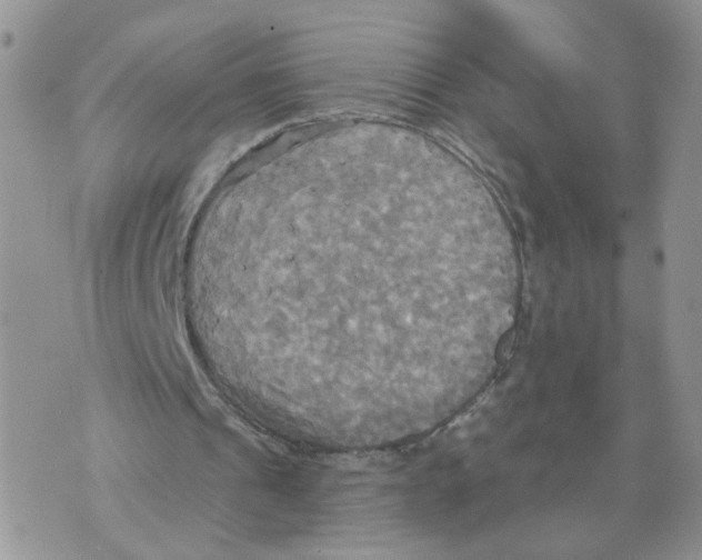 X0000070360241200607072110