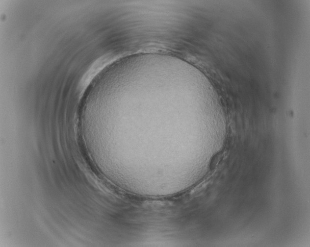 X0000070360242200607072110