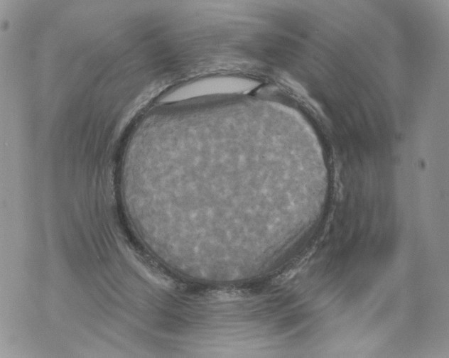 X0000070360250200607072110