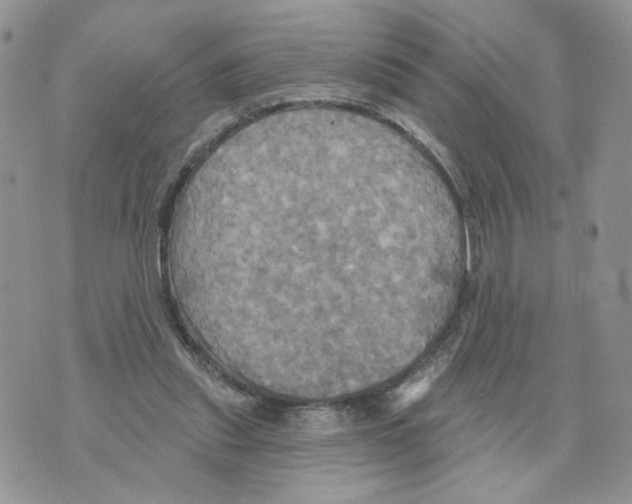 X0000070360253200607072110