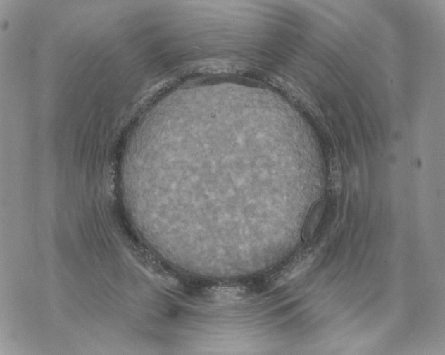 X0000070360255200607072110