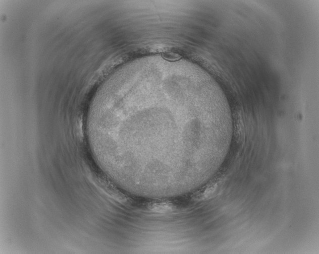 X0000070360262200607072110