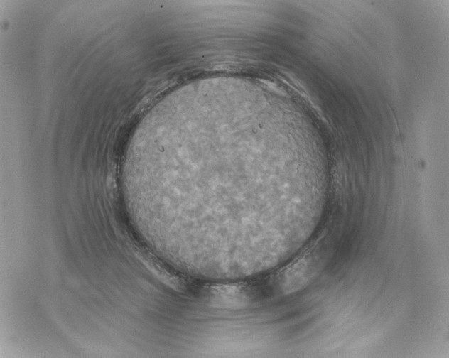 X0000070360265200607072110