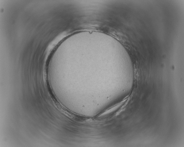 X0000070360294200607072110