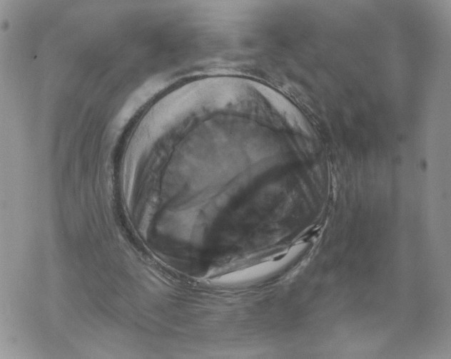 X0000070360295200607072110