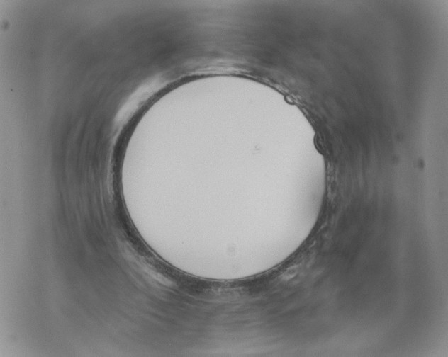 X0000070360296200607072110