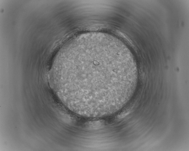 X0000070360307200607072110