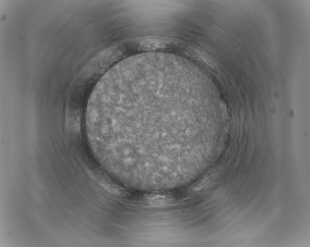 X0000070360315200607072110