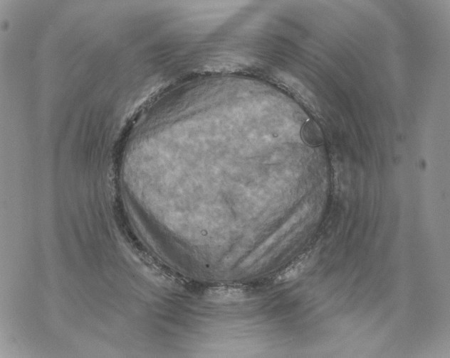 X0000070360354200607072109