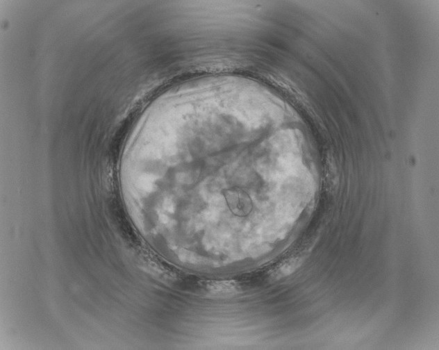 X0000070360355200607072109