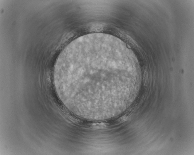 X0000070360363200607072109