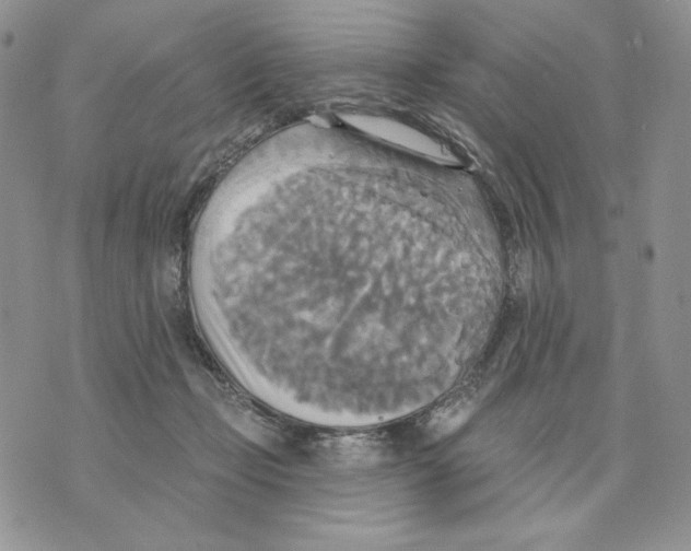 X0000070360365200607072109