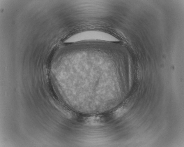 X0000070360366200607072109