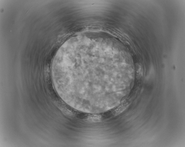 X0000070360369200607072109