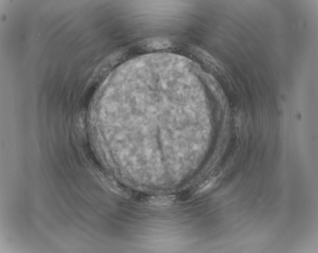 X0000070360373200607072109