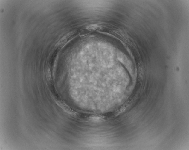 X0000070360375200607072109