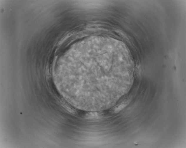 X0000070360381200607072109