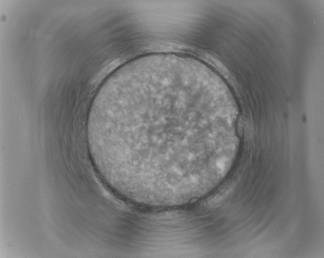 X0000070360433200607072107