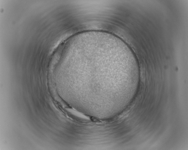 X0000070360434200607072107