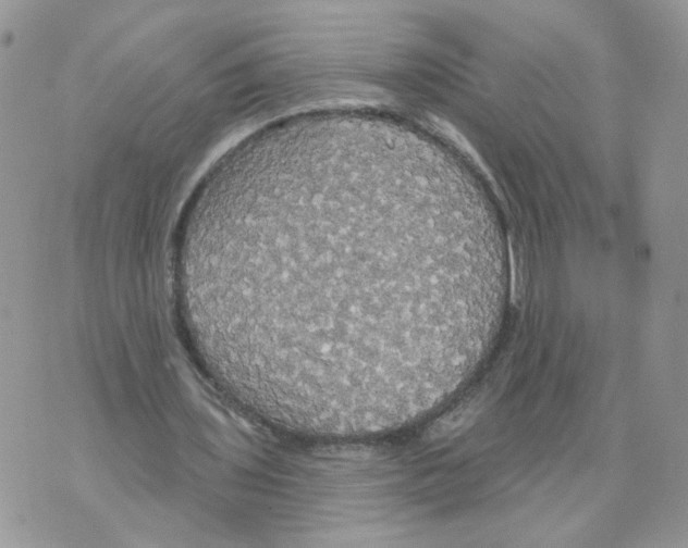 X0000070360435200607072107