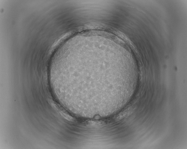 X0000070360442200607072107