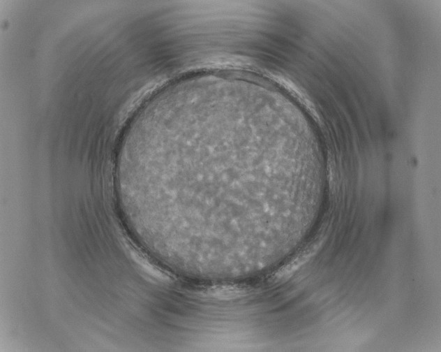 X0000070360445200607072107