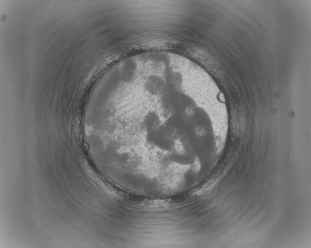 X0000070360449200607072107