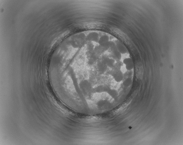 X0000070360453200607072107