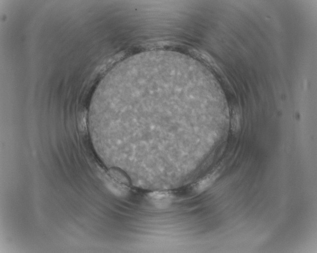 X0000070360477200607072108