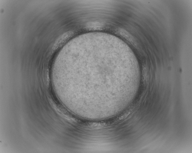 X0000070360494200607072107