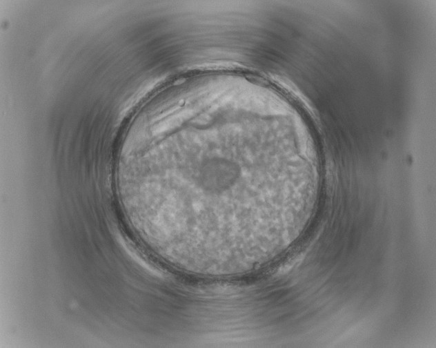 X0000070360533200607072105