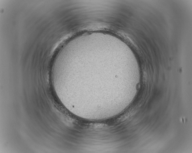 X0000070360539200607072105