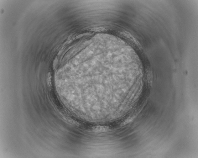 X0000070360549200607072106