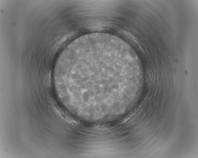 X0000070360596200607072105