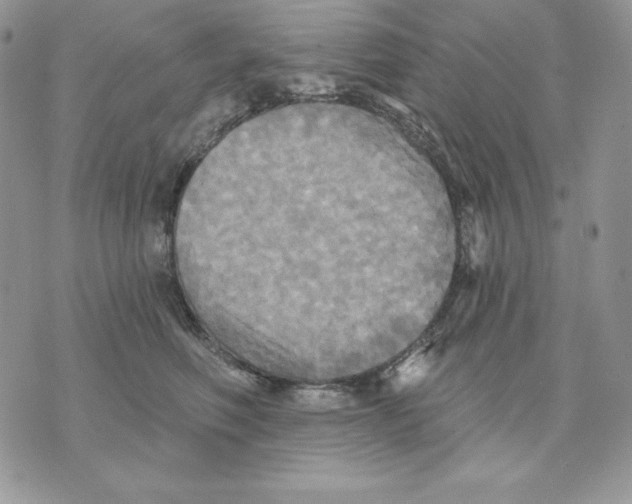 X0000070360614200607072105