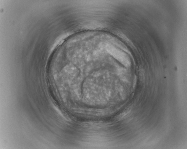 X0000070360626200607072104