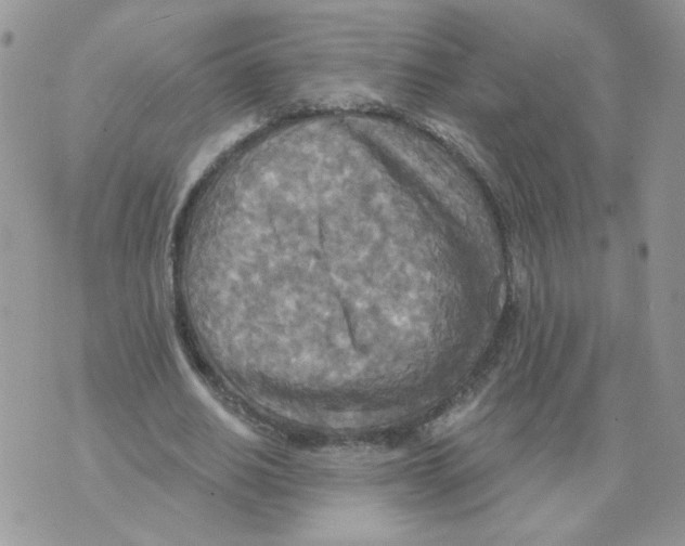 X0000070360630200607072104