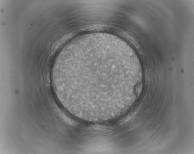 X0000070360633200607072104