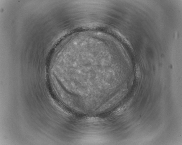 X0000070360637200607072104