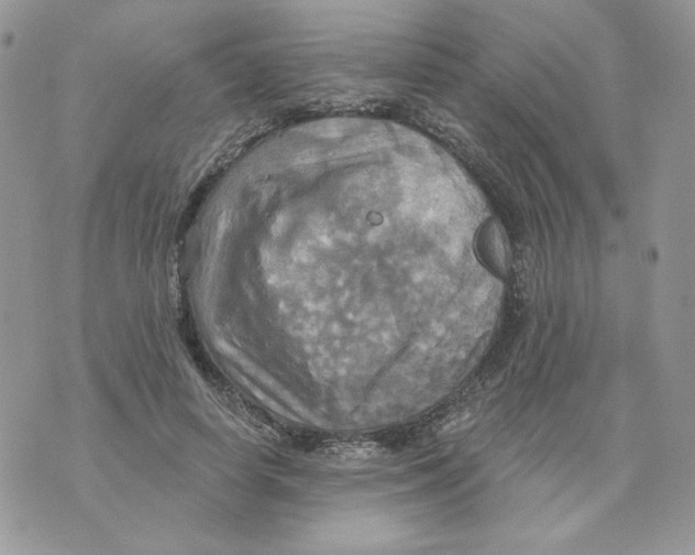 X0000070360642200607072104